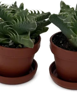 Tiger Jaws Plant - Faucaria tigrina Live Succulent - 2 Pack, 1" Pots - Image 2