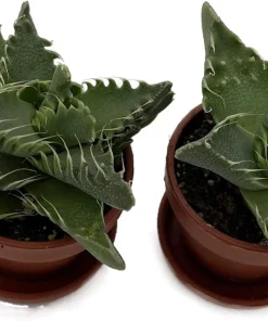 Tiger Jaws Plant - Faucaria tigrina Live Succulent - 2 Pack, 1