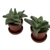 Tiger Jaws Plant - Faucaria tigrina Live Succulent - 2 Pack, 1" Pots - Image 1