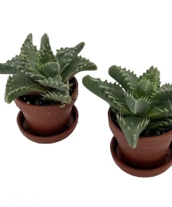 Tiger Jaws Plant - Faucaria tigrina Live Succulent - 2 Pack, 1