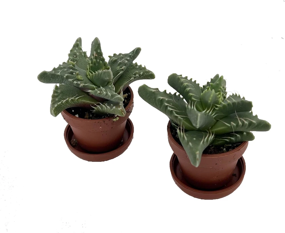 Tiger Jaws Plant - Faucaria tigrina Live Succulent - 2 Pack, 1" Pots - Image 1