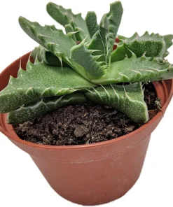 Tiger Jaws Plant - Faucaria tigrina Succulent Live Plant - 3 inch Pot - Image 2