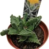 Tiger Jaws Plant - Faucaria tigrina Succulent Live Plant - 3 inch Pot - Image 1