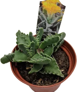 Tiger Jaws Plant - Faucaria tigrina Succulent Live Plant - 3 inch Pot - Image 1