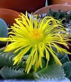 Tiger Jaws Plant - Faucaria tigrina Succulent Live Plant - 3 inch Pot - Image 3