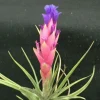 Tillandsia aeranthos Live Air Plant – Cold Hardy Bromeliad – 3-5" Tall - Image 1