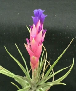Tillandsia aeranthos Live Air Plant – Cold Hardy Bromeliad – 3-5