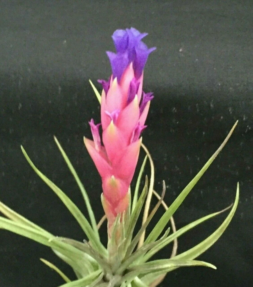 Tillandsia aeranthos Live Air Plant – Cold Hardy Bromeliad – 3-5" Tall - Image 1