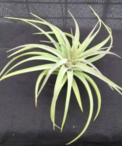 Tillandsia aeranthos Live Air Plant – Cold Hardy Bromeliad – 3-5