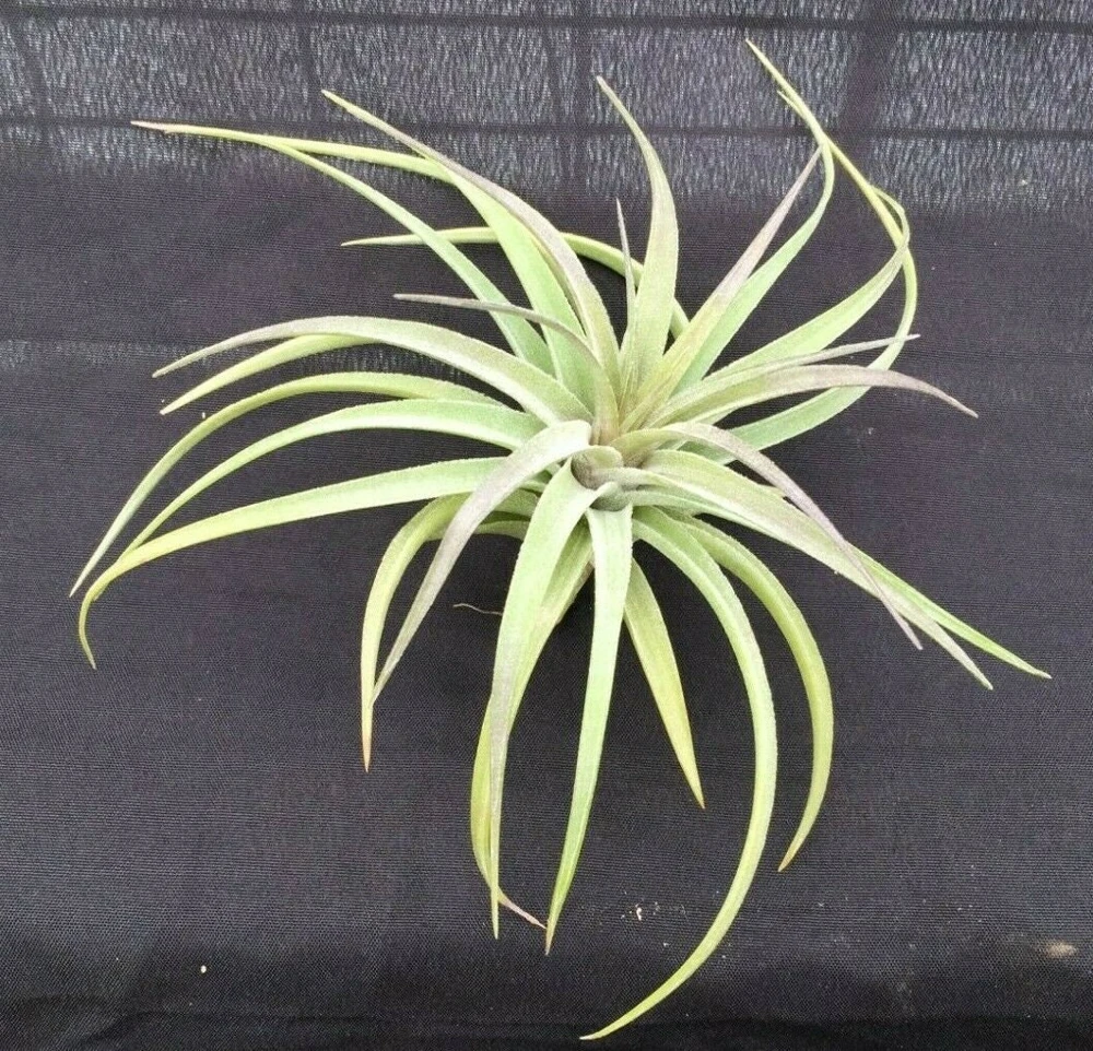 Tillandsia aeranthos Live Air Plant – Cold Hardy Bromeliad – 3-5" Tall - Image 2