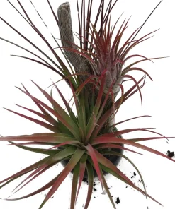 Tillandsia Air Plant on Resin Branch - Live Houseplant - 6 inch - Image 2