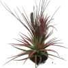 Tillandsia Air Plant on Resin Branch - Live Houseplant - 6 inch - Image 1