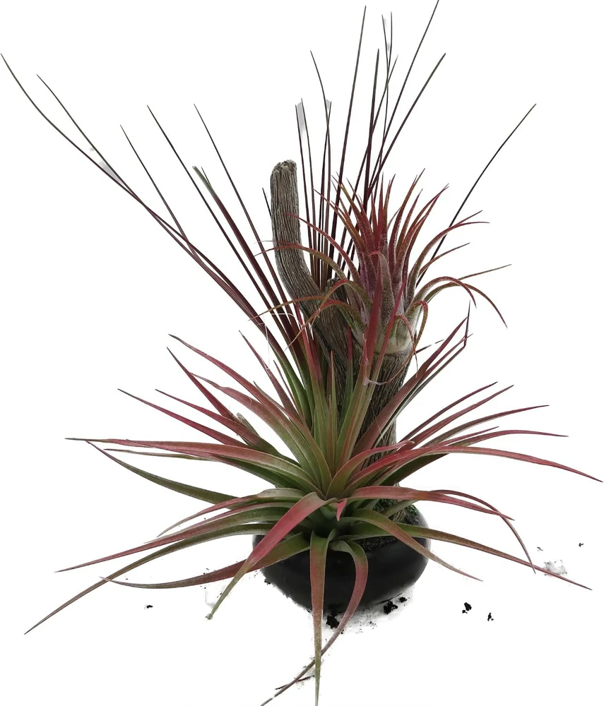 Tillandsia Air Plant on Resin Branch - Live Houseplant - 6 inch - Image 1