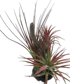 Tillandsia Air Plant on Resin Branch - Live Houseplant - 6 inch - Image 3