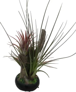 Tillandsia Air Plant on Resin Branch - Live Houseplant - 6 inch - Image 4