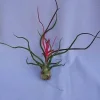 Tillandsia Bulbosa Air Plant Live Bromeliad - 5" Tall Unique Foliage - Image 1