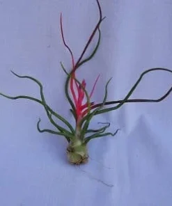Tillandsia Bulbosa Air Plant Live Bromeliad - 5" Tall Unique Foliage - Image 1