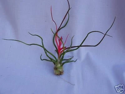 Tillandsia Bulbosa Air Plant Live Bromeliad - 5" Tall Unique Foliage - Image 1