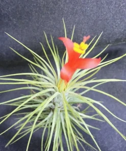 Tillandsia funkiana Air Plant - Live Tillandsia Plant - Unique Funky Air Plant - Image 2