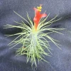 Tillandsia funkiana Air Plant - Live Tillandsia Plant - Unique Funky Air Plant - Image 1