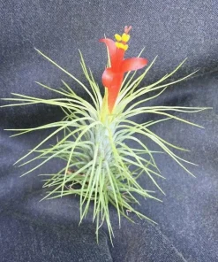 Tillandsia funkiana Air Plant - Live Tillandsia Plant - Unique Funky Air Plant - Image 1