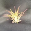 Tillandsia ionantha 'Blushing Bride' Air Plant - Live Bromeliad, 2" Tall - Image 1