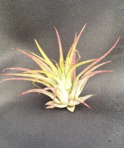 Tillandsia ionantha 'Blushing Bride' Air Plant - Live Bromeliad, 2