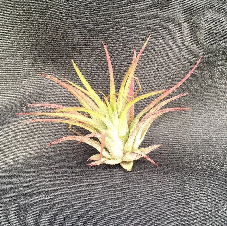 Tillandsia ionantha 'Blushing Bride' Air Plant - Live Bromeliad, 2" Tall - Image 1