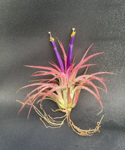 Tillandsia ionantha 'Blushing Bride' Air Plant - Live Bromeliad, 2
