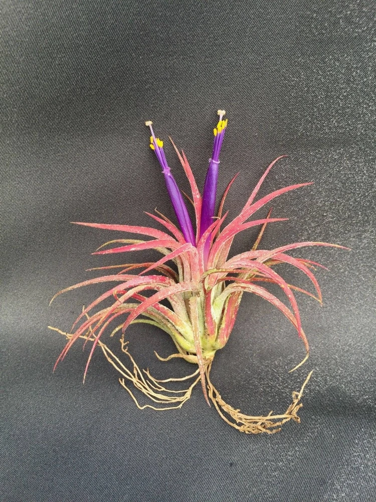 Tillandsia ionantha 'Blushing Bride' Air Plant - Live Bromeliad, 2" Tall - Image 2