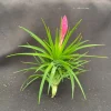 Tillandsia tenuifolia 'Emerald Forest' Air Plant – Live Bromeliad – 3" Tall & Wide – Easy Care Indoor Plant - Image 1