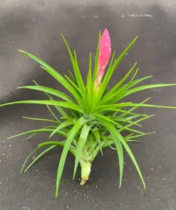 Tillandsia tenuifolia 'Emerald Forest' Air Plant – Live Bromeliad – 3" Tall & Wide – Easy Care Indoor Plant - Image 1