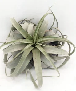 Tillandsia xerographica Live Plant – Silver Beauty Airplant – 6 inch – Indoor - Image 2
