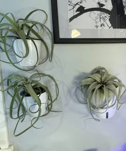 Tillandsia xerographica Live Plant – Silver Beauty Airplant – 6 inch – Indoor - Image 3