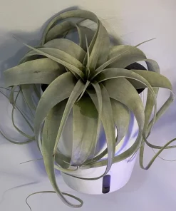 Tillandsia xerographica Live Plant – Silver Beauty Airplant – 6 inch – Indoor - Image 4