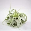 Tillandsia xerographica Live Plant – Silver Beauty Airplant – 6 inch – Indoor - Image 1