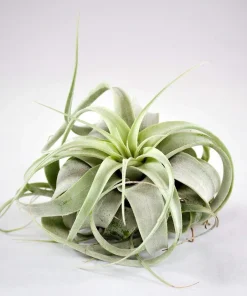 Tillandsia xerographica Live Plant – Silver Beauty Airplant – 6 inch – Indoor - Image 1
