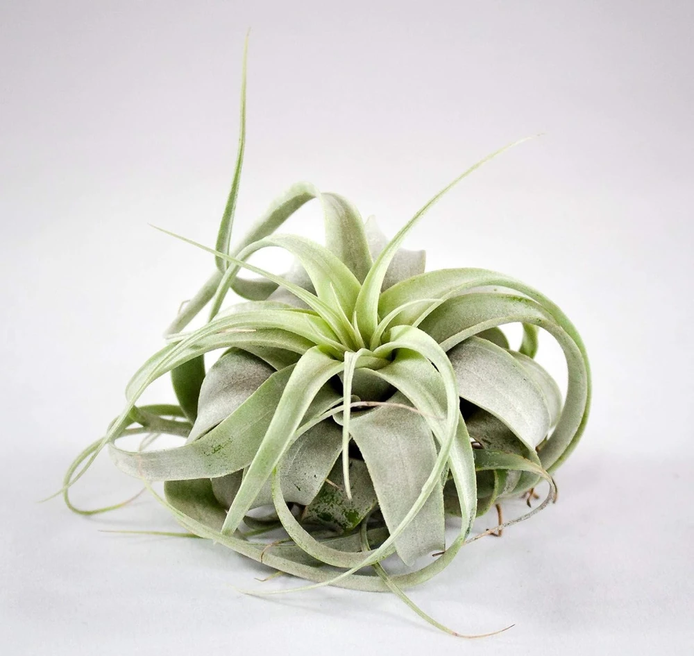 Tillandsia xerographica Live Plant – Silver Beauty Airplant – 6 inch – Indoor - Image 1