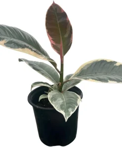 Tineke Rubber Tree Live Plant - Ficus Elastica Variegated - 4 inch Pot - Indoor - Image 2