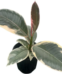 Tineke Rubber Tree Live Plant - Ficus Elastica Variegated - 4 inch Pot - Indoor - Image 3
