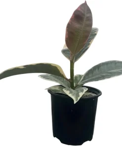 Tineke Rubber Tree Live Plant - Ficus Elastica Variegated - 4 inch Pot - Indoor - Image 4
