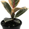 Tineke Rubber Tree Live Plant - Ficus Elastica Variegated - 4 inch Pot - Indoor - Image 1