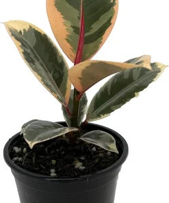 Tineke Rubber Tree Live Plant - Ficus Elastica Variegated - 4 inch Pot - Indoor - Image 1