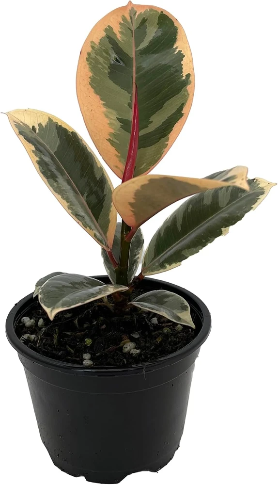 Tineke Rubber Tree Live Plant - Ficus Elastica Variegated - 4 inch Pot - Indoor - Image 1