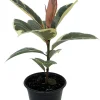 Tineke Rubber Tree Plant - Ficus Elastica Variegated Live Plant - 6 inch Pot - Image 1