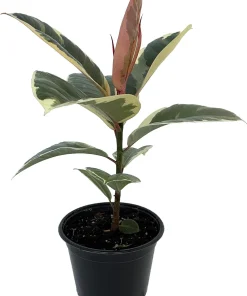 Tineke Rubber Tree Plant - Ficus Elastica Variegated Live Plant - 6 inch Pot - Image 1