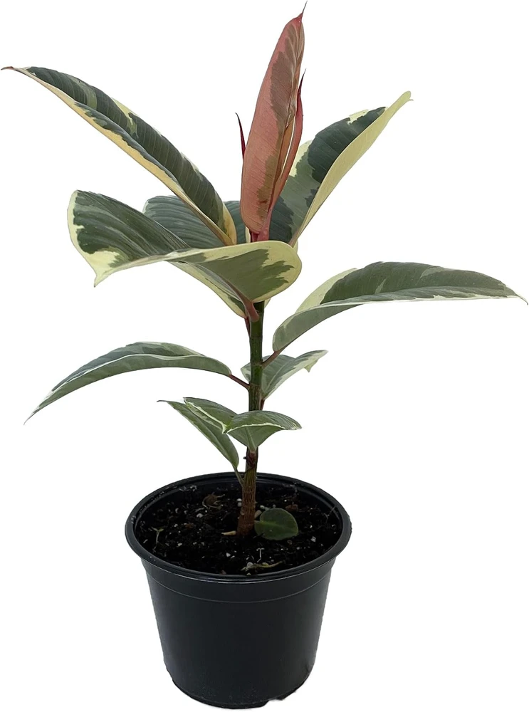 Tineke Rubber Tree Plant - Ficus Elastica Variegated Live Plant - 6 inch Pot - Image 1
