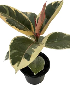 Tineke Rubber Tree Plant - Ficus Elastica Variegated Live Plant - 6 inch Pot - Image 2