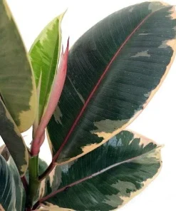 Tineke Rubber Tree Plant - Ficus Elastica Variegated Live Plant - 6 inch Pot - Image 3