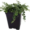 Tiny Blue Veronica Speedwell Live Plant – 2.5" Pot – Groundcover for Gardens - Image 1